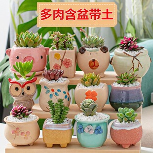 ���ֶ���ֲ��M���ײ���������ֲ�ﺬ���莧���k��������Gֲ����