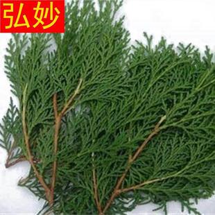 熏腊肉专用柏树枝柏丫现摘新鲜松柏叶侧柏扁柏叶洗发泡酒熏肉材料-阿里巴巴