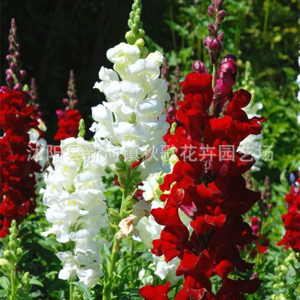 Красочные семена травы золотой рыбки низкая Голова Дракона Цветок Океан Красочные Семена цветов птиц льва можно срезать цветочную клумбу балкон в горшках весенне-осенний посев