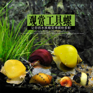 Black Diamond Snail Live Freshwater Pet Snail Ornamental Snail Cleaning Algae Removal Apple Zebra Onion Killer Snail