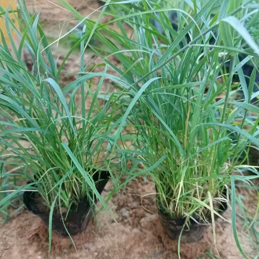 Базовый тростник, многолетнее водное растение, декоративная зона, искусственное зеленение, зеленение мангровых лесов, рассада тростника и бамбука