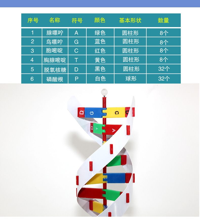 DNA结构模型-QH3212-1_02.jpg