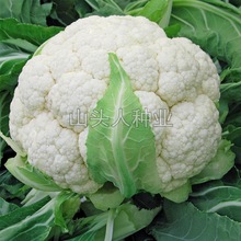 白菜花 花椰菜 蔬菜种子 种台种菜大田 盆栽种植田园花菜菜籽