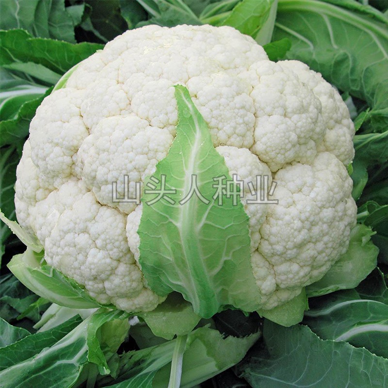 白菜花 花椰菜 蔬菜种子 种台种菜大田 盆栽种植田园花菜菜籽