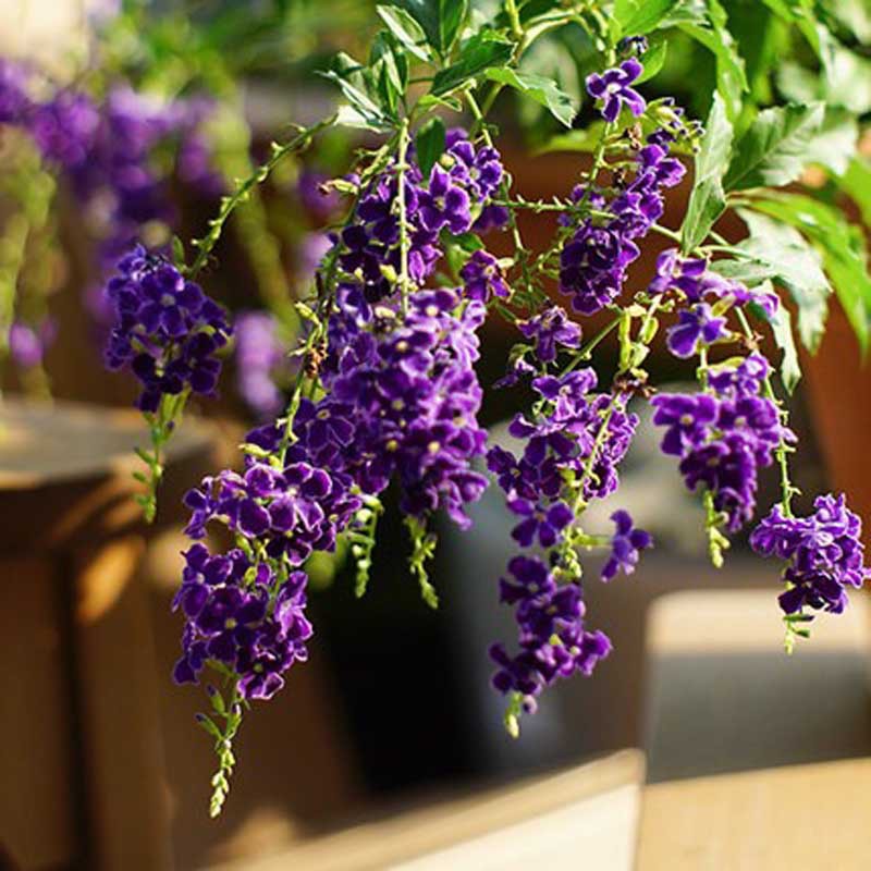 紫金露台湾连翘巧克力常绿灌木蕾丝金露花盆栽花卉浓香型四季植物