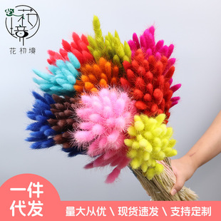 Rabbit Tail Natural Dried Flower Eternal Flower Specimen diy Flower Material Handmade Decoration Accompanying Gift Photo Frame Making Material