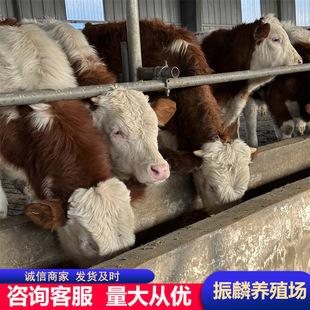 ��ţƷ�N�����Sţ ���T����ţ������ǧ�^ ţ�� ������\ݔ