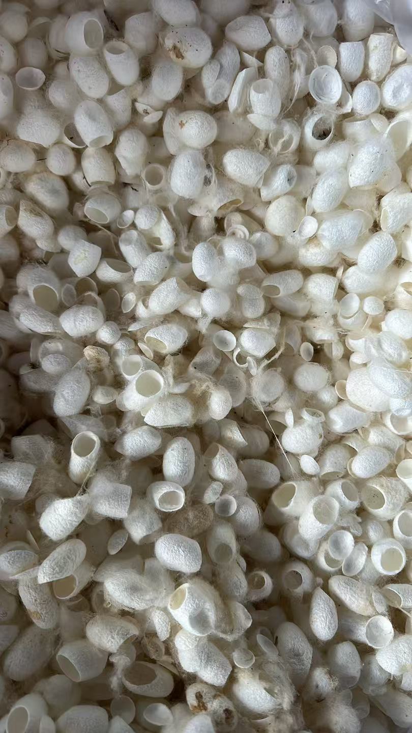 Silkworm Cocoon Shell (Bombyx mori) — Dried TCM Herb, Clean Unsulfured, 500g overview