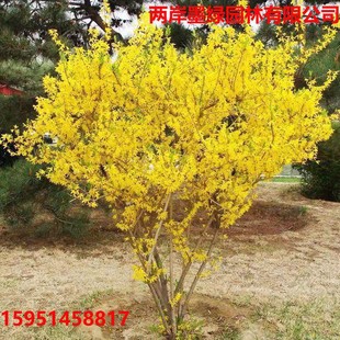 �B�N��ͥԺ�G��������ľ�����ϱ����S���l���R���S�ϻ�С���S��l