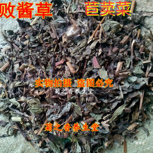 ��� ���{��  ���Ĳ�Ұ���{�Ĳ˳����u�ݱ����u��500��؛��؛