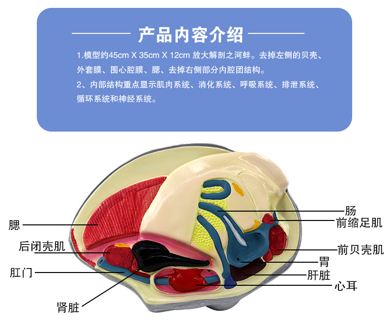 4114河蚌解剖模型_06.jpg