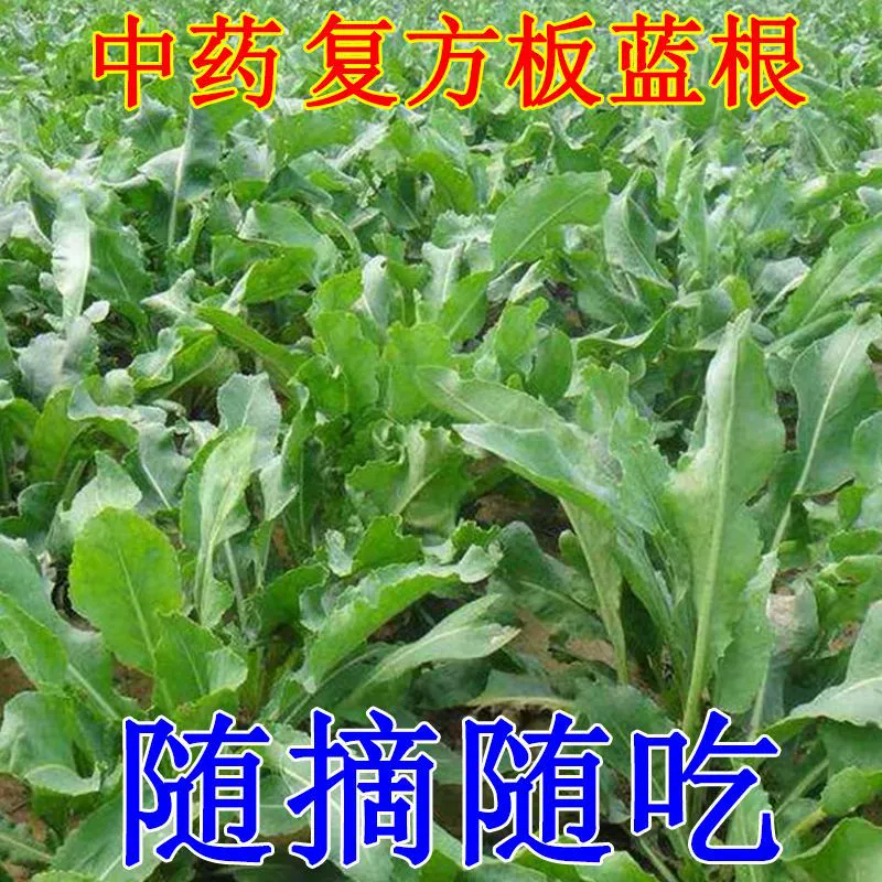 Байюньшань Соединение Радикс Isatidis Семена Рассада Посадка Семена Района Тайцзи Байюнь Соединение Радикс Isatidis Ботанические Лекарственные Материалы