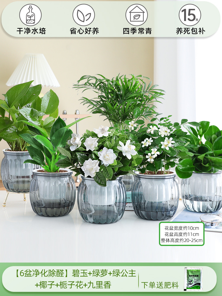 [6개의 정화 및 알데히드 제거 냄비] 재스퍼 + 포토스 + 그린 프린세스 + 코코넛 + 치자나무 + 구리샹
