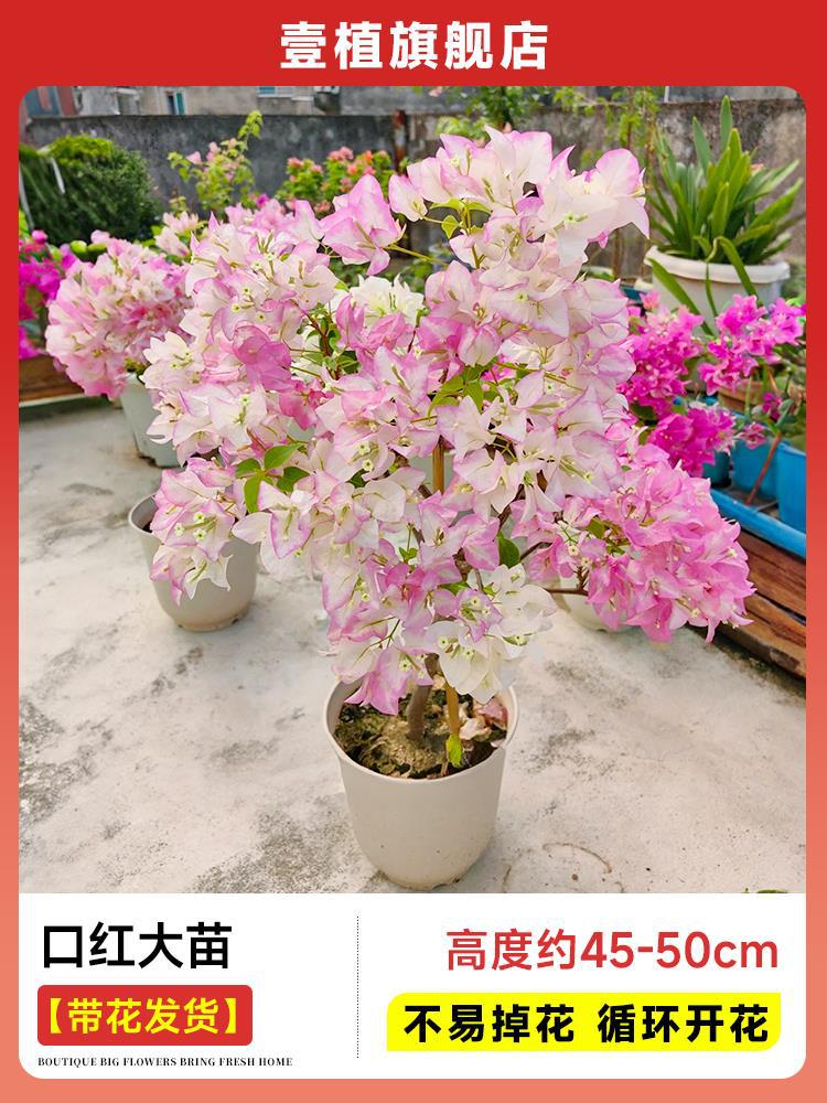 [꽃과 함께 배송] 립스틱 모종 [45-50cm | 꽃이 쉽게 떨어지지 않음 | 주기적으로 꽃이 핀다]