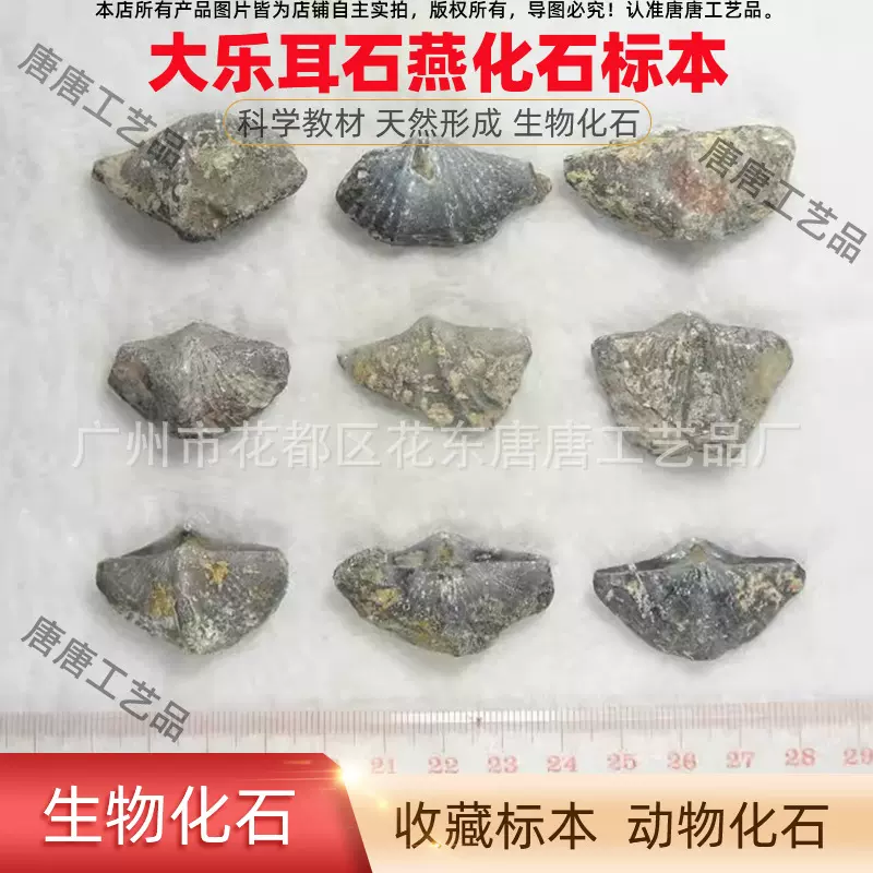 新品天然化石标本 大乐耳石燕 古生物标本 教学培训器材动物化石