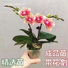 �����m�������ļ��m�����������_���҃������k��������Gֲ�����l