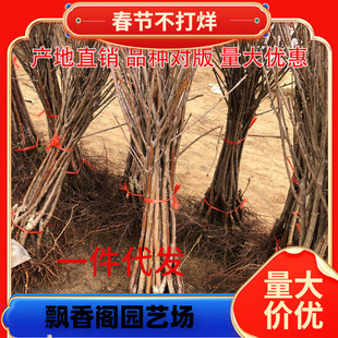 ���l܇���ә����� ����܇���ә��Ҙ��� ����������簫��������