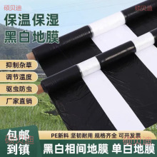 ��Ĥũ����ֲ��׺ڰ׼Ӻ�����ֻ��������ֲ��ָ���������