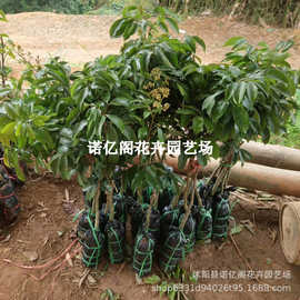 荔枝树苖无核桂味果树糯米糍果苗当年结果盆栽妃子笑嫁接水果树苗