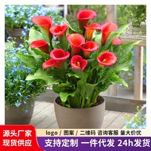 多花彩色马蹄莲种球室内盆栽球根花卉种子阳台多年生四季开花植物