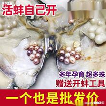 珍珠蚌自己开蚌取珍珠淡水活蚌壳河蚌多珠单珠鲜活真空打批垒德株