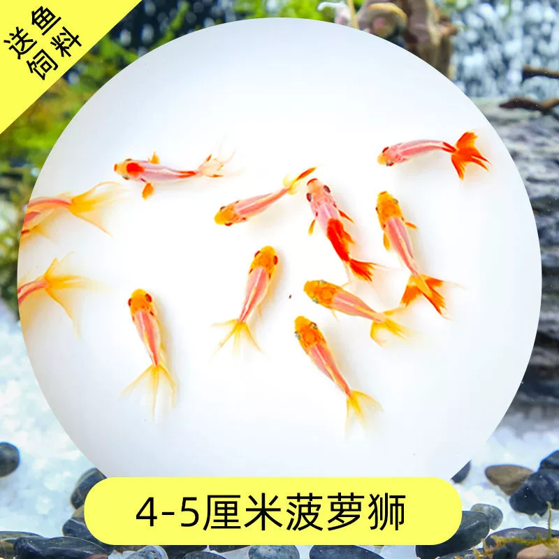 Read the galloping taboo 彂鍏 娲 娲 board
