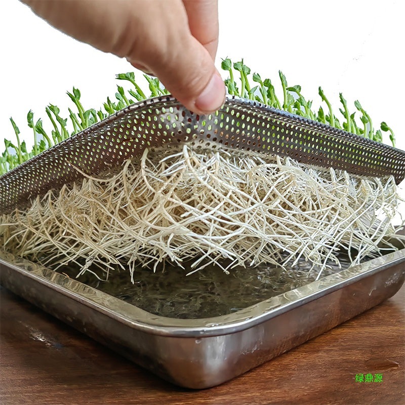 エンドウ豆の苗植えポット、小麦若葉、猫草トレイ、水耕発芽野菜植え、もやしトレイ、ステンレス野菜栽培|undefined