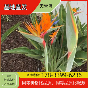 Bird of Paradise Flower Seedling Potted Base Planting, Four-Season Flowering, Courtyard Planting, Green Plant Project, Greening Seedlings, Easy to Breed