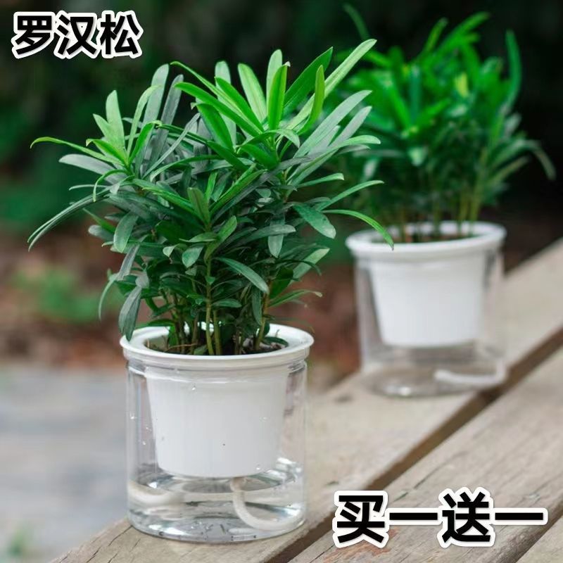 罗汉松盆栽绿植小叶雀舌罗汉松水培植物桌面室内耐四季常青花苗