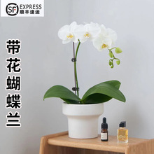 �����m�����r�����Ԏ����������k�����҃ȿ͏d�ļ�����ֲ����B��