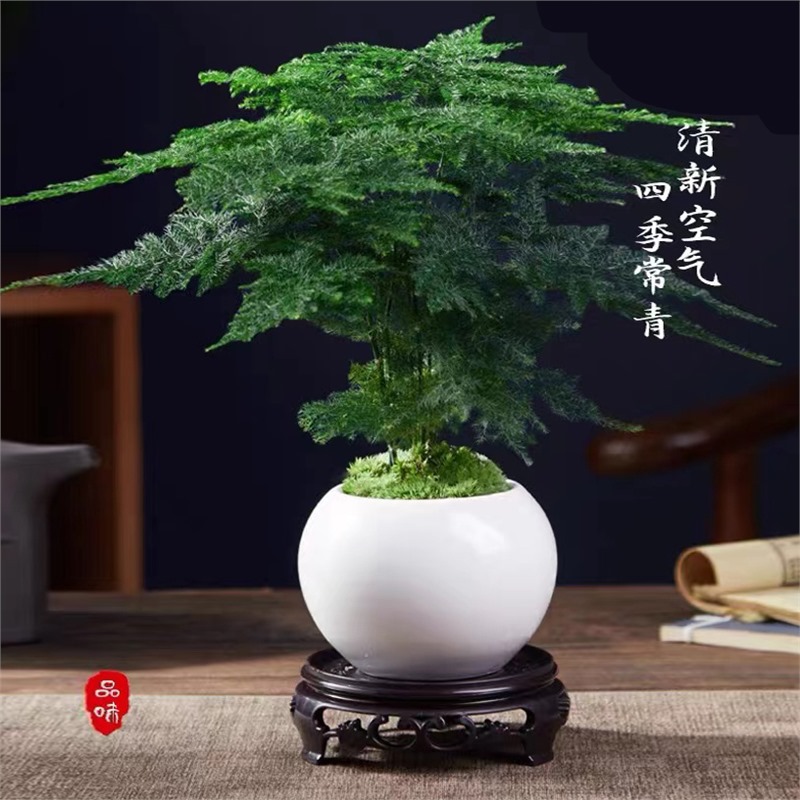 [점장 추천] 고급 스타일 아스파라거스 + 화이트 볼 세라믹 세면대 + 베이스 + 모스