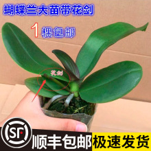 �����m���玧���������������m������͏d�҃�ֲ�ﻨ���ļ����B��