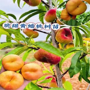 �Ҙ����޽��Ҙ����Ϸ������Nֲ�S�Ҙ�ˮ���ҵ��Զ����箔��Y��