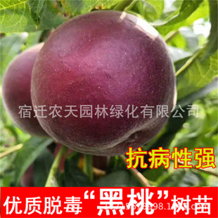 ���Ͷ��Ҙ��mѪ������ˮ������޽��ش�����Ϸ������Nֲ����Y��