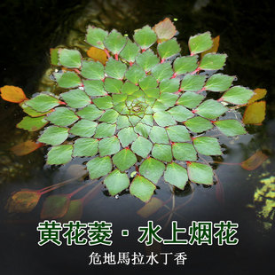 ��Ƽ ����ֲ��ˮˮ�ϟ����S����Σ���R��ˮ���� һ�w���]