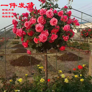 Rose Flower Courtyard Potted Rose High-Stem Tree-Shaped Old Stump Rose Rose Large Flower Rose Tree Fragrant Rose