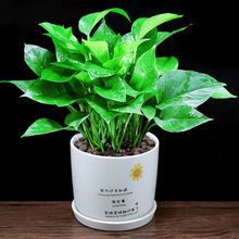 �G�}�����k���҃Ȼ����B����ֲ���·�����ȩ�͏d�����՚�����Gֲ