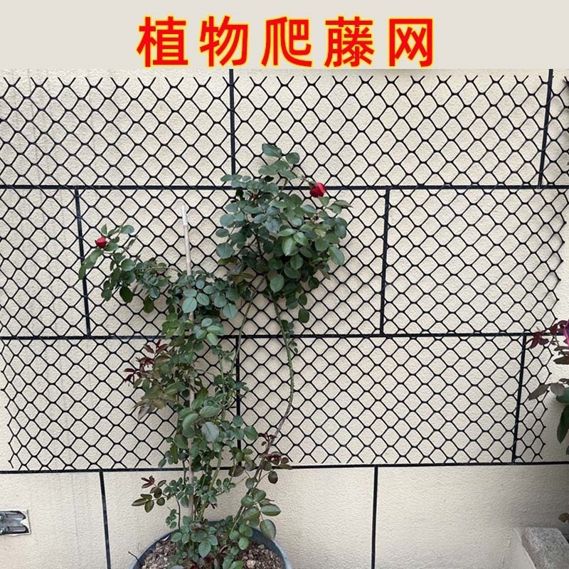 Planta enredadera verde eneldo red de pared superior plástico hombre enredadera red enredadera enredadera flor rosa decoración jardinería pared tortuga