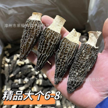 果福得羊肚菌种植基地大量现货羊肚菌干货新货头期净重250克