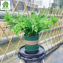 大叶青叶吊兰大盆带垂吊垂枝金边盆栽室内垂吊绿植物净化空气