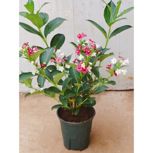 ����\�����������Լt���ӻ���e��ͥԺ�ͺ������L����ߗU�\����