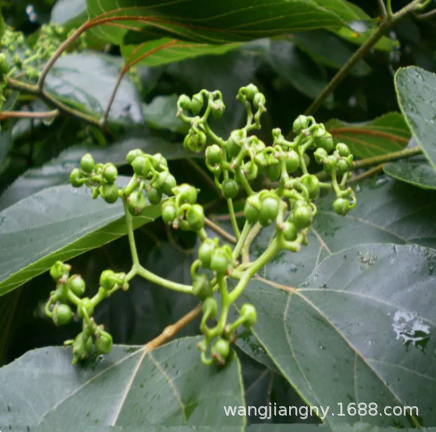 嫁接拐枣树苗鸡爪梨树苗万寿果树苗枳椇子蜜蜂蜜源水果苗带土发货