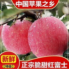 【包邮陕西白水红富士苹果冰糖心应季水果新鲜苹果礼盒条红或片红