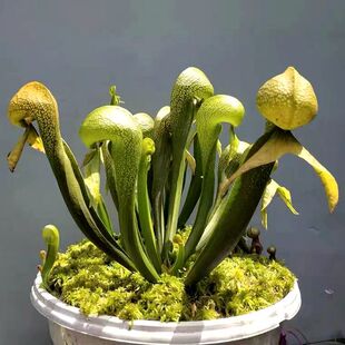 Cobra Bottle Grass Rare Carnivorous Plant Carnivorous Grass Mosquito Repellent Grass Mosquito Trap Fly Trap Insect Eating Free Shipping Potted Plant