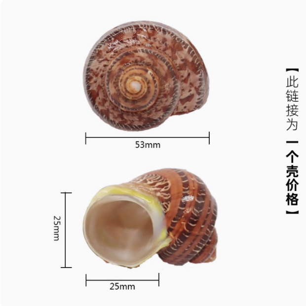 寄居蟹替换壳~房子大号小号天然贝壳海螺壳摆件装饰鱼缸造景备用|undefined