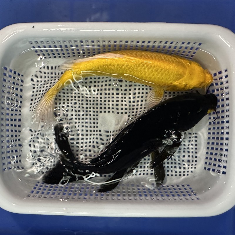 6c3775bb-dfce-4048-bb39-2ce6e4545b90.jpe