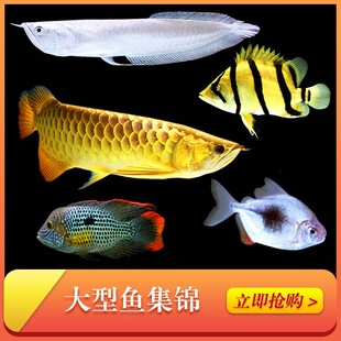 �𴬽����_�h�Ꭷ�^�p�~�W�^�~�~�t���~wlb��ˮ؈���~�؈D�~����