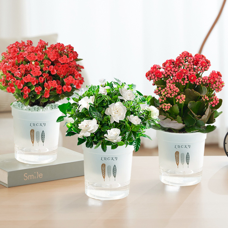 카멜리아 + 호호꽃 + 치자나무 (삼엽흡수대) + 영양액