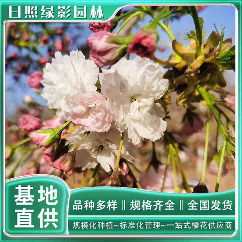 Где купить подлинные сосна Луны саженцы вишневого дерева базы прямые поставки 14 см сосна Луны саженцы вишневого дерева