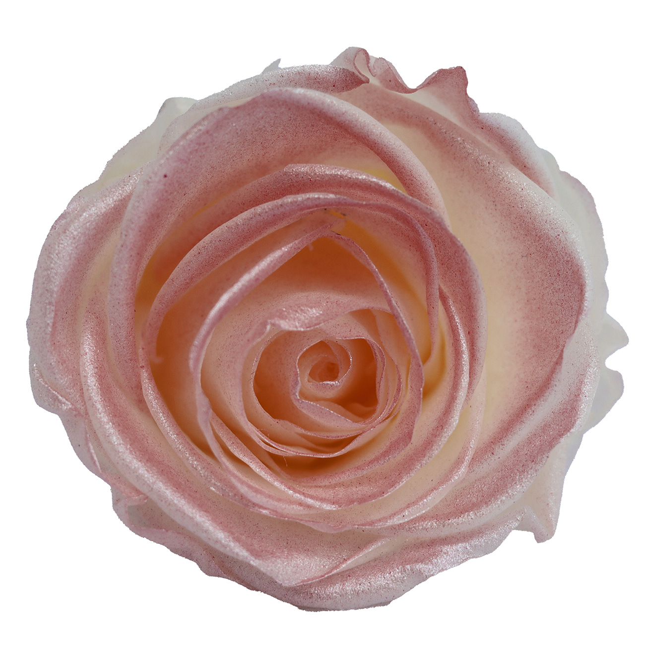 Rosa degradada eterna A+ con efecto degradado de color azul hielo, rosa seca triturada, flor preservada, fabricante de Yunnan, venta al por mayor.